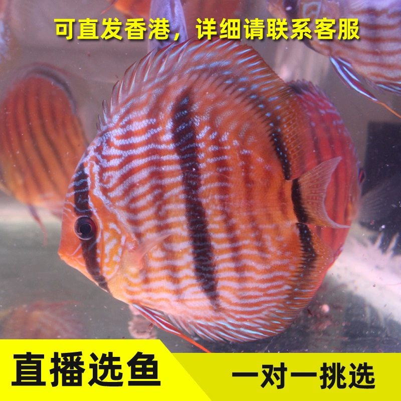 NBA直播免费高清，官方平台为你解困难